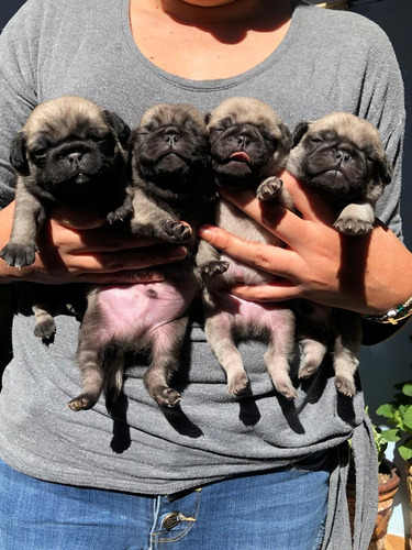 Cachorros Pug