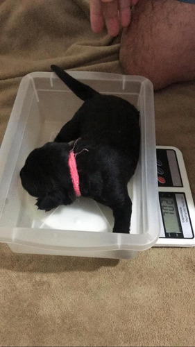 Imagem 3 de 5 de Labrador Fêmea Com 10 Dias