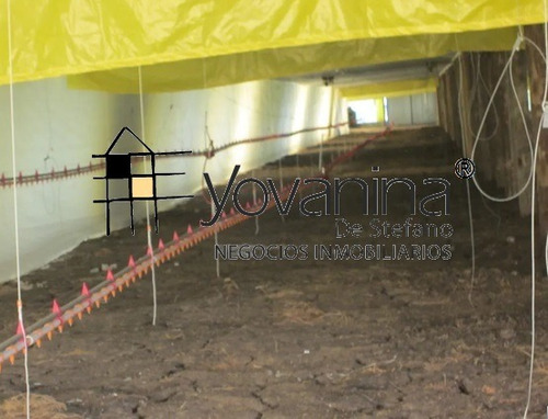 Campo 7 Has. Con Criadero De Pollos A Estrenar Ref. Y 255