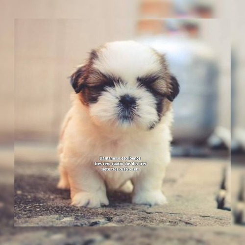 Hermosos Shitzu O Shihtzu Mini Macho Y Hembra 