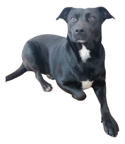 Keyla, Bella Y Amorosa , 2 Añitos, Medianita Ideal; Adopción