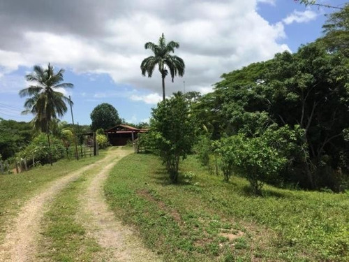 Imagen 3 de 13 de Venta Para Inversion Finca Hacienda En Produccion