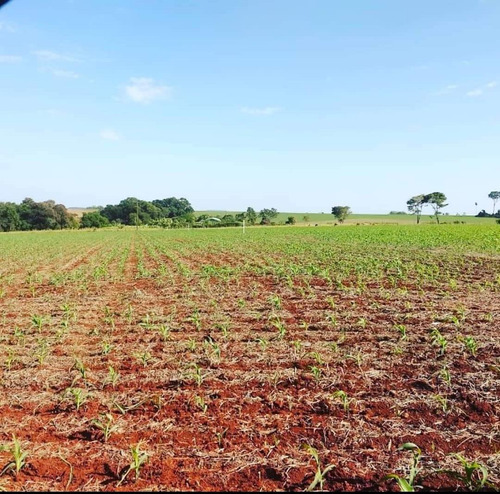 Chácara Próxima Da Cidade Entre Rios Do Oeste