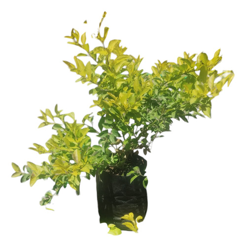 Duranta Repens Aurea - Planta De Exterior - Maceta 4 Lts