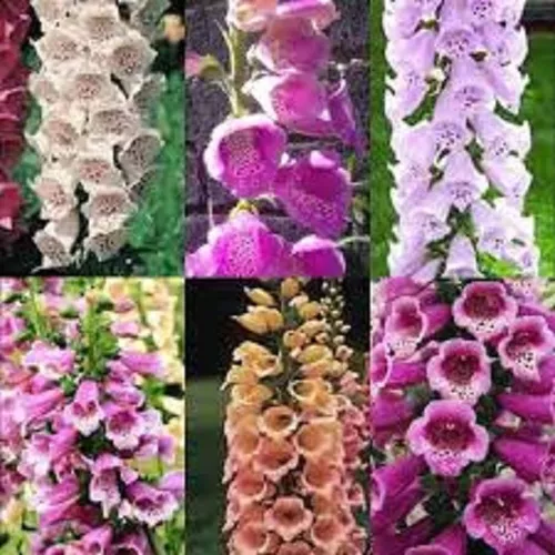 Dedaleira / Digitalis / Flor De Gloxinia Sortida - 0,3g à venda em Santo  André São Paulo por apenas R$ 11.00 - OCompra.com Brasil