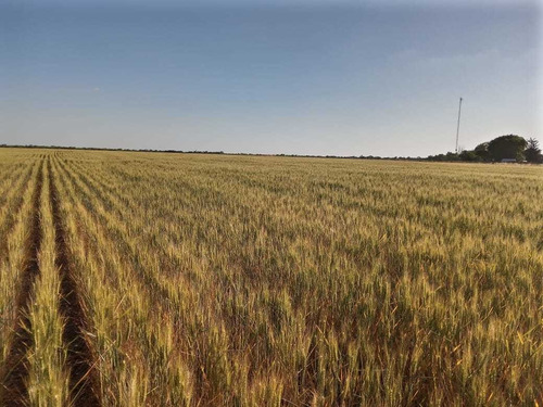 Imagen 4 de 11 de Vendo Campo En La Paz Entre Ríos