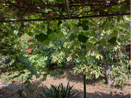 Casa Con Garaje Descubierto, Amplio Frente, Fondo Con Árboles Frutales Y Quincho