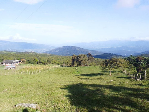 Imagen 6 de 7 de En Venta Finca Capacho Libertad 19.5 Has Ah
