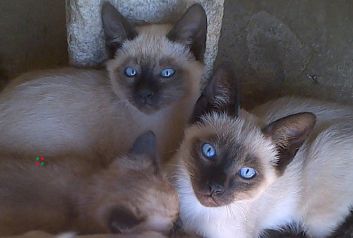 Imagen 3 de 8 de Gatitos Siameses Puros Entrega Ya .