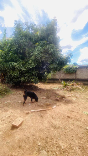 Lote 360 M2 Murado Com Barracão - Veneza