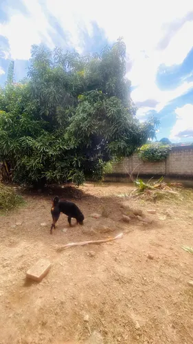 Lote Murado Com Barracão Ótima Localização