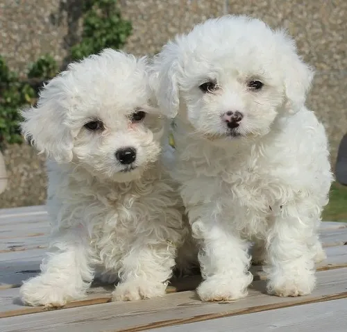 French Poodle Mini Toy Cuotas sin inter s