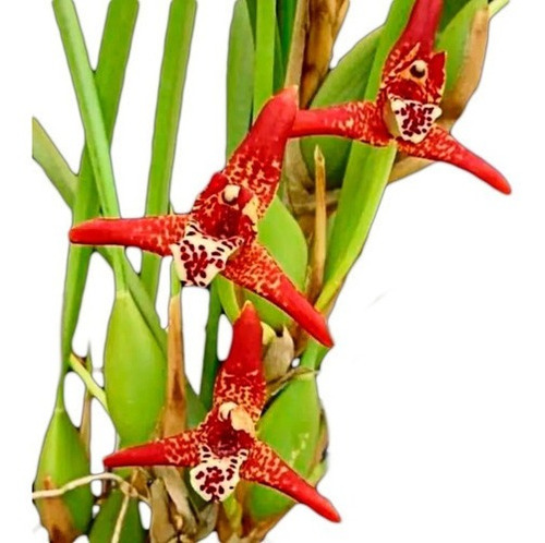 Orquidea Maxillaria Tenuifolia (cheiro De Coco)+cachepot 