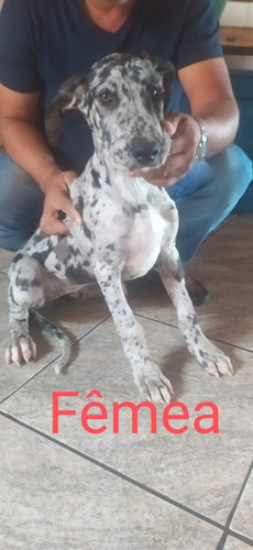 Filhotes De Dogue Alemão Arlequim Olhos Azuis