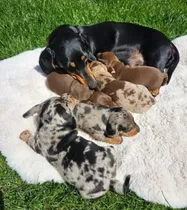Comprar Dachshund Salchicha Arlequín Cachorros Hembras