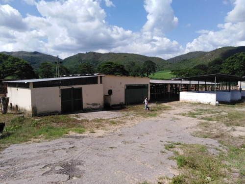 Imagen 16 de 29 de Finca Ganadera Y Agricola En Venta En Bejuma, Edo Carabobo 04121994409
