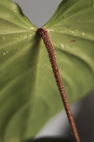 Philodendron Nangaritense