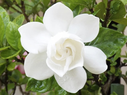 50 Semillas De Gardenia Blanca