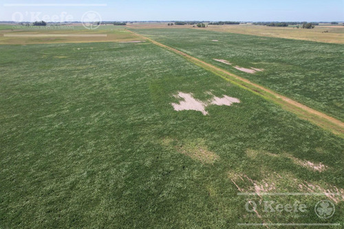 Campo En Venta Mixto De 246 Has En Saladillo