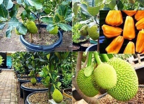 1 Arbolito De Jack Fruit Enano Para Maceta Yaca, Jaca. Fruto