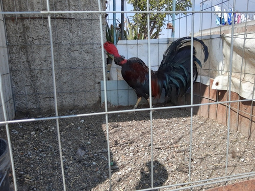 Gallo De Pelea Fino Pelón (Usado)