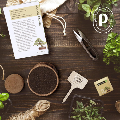 Kits Para Empezar Un Bonsái Con Árbol Y Herramientas De Adul