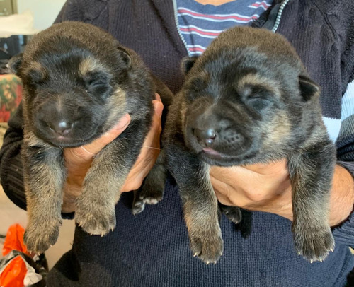 Cachorros Ovejeros Alemanes