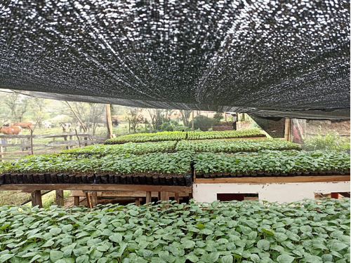 Se Venden Palos De Tomate De Árbol,  Excelente Semilla 1500 