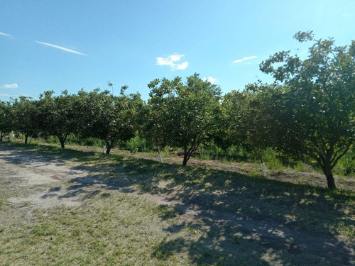 Finca Con Dos Propiedades Y Produccion En General Alvear