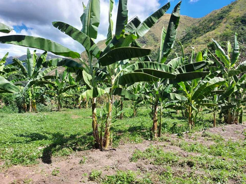 Imagen 24 de 29 de Finca Mixta + Manga De Coleo De 1 Ha En Guayabita En Turmero