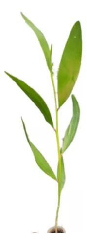 Eucalipto Arco Iris E Acacia Mangium 10 Mudas