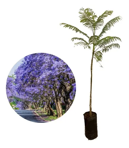 Linda Muda De Jacarandá Mimoso | Parcelamento sem juros
