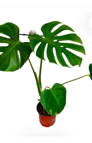 No Semilla Monstera Deliciosa Costilla De Adán Envío Gratis