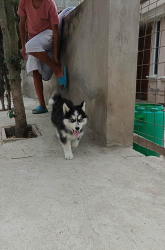 Husky Siberianos Puros