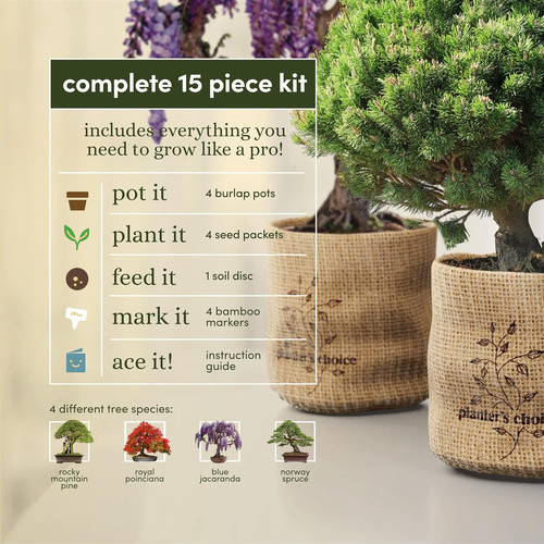 Kits Para Empezar Un Bonsái Con Árbol Y Herramientas De Adul