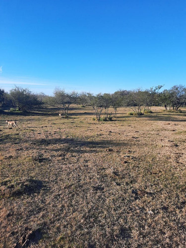 Imagen 5 de 12 de Campo - Costa Del Uruguay