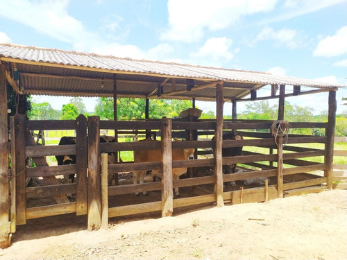 Imagem 17 de 30 de Sítio 1 Alqueire, Boa Para Plantio, Casa Sede, Curral, Lago, Chiqueiro, Pomar, Piscina, Churrasqueira - Ch00122 - 69932709