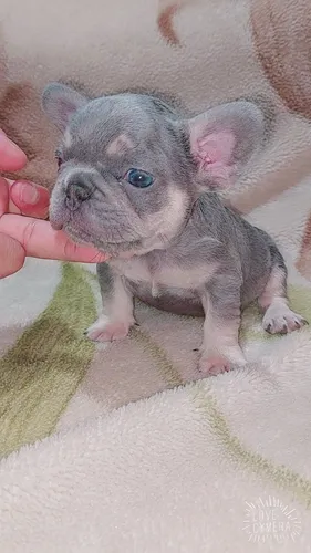 Bulldog Frances Lilac Tan