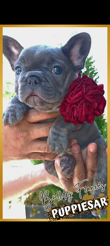 Bulldog Frances Blue Fantasía De Invierno Puppiesar. Blue
