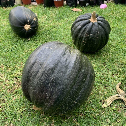 Semilla De Calabaza De Castilla Dulce Para Siembra B/500 Grs