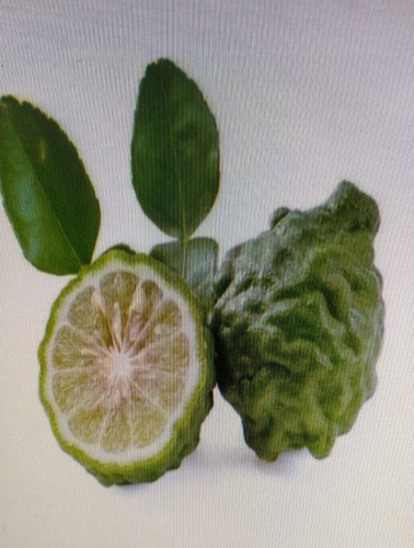 Arbol De Limon Turco   Kafir 