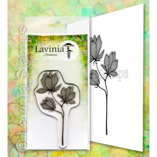 Lilium Lavinia Sello Lav653
