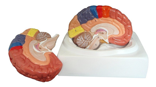 Walter Productos B10444 Modelo Regional Cerebro Humano, De T