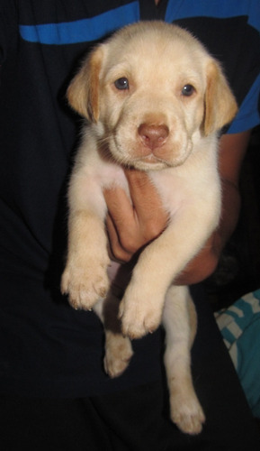 Cachorro Labrador Retriever