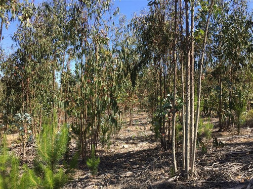 Imagen 7 de 24 de Agrícola En Venta En Algarrobo