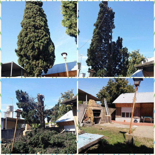 Imagen 4 de 10 de Poda De Arboles Poda De Altura