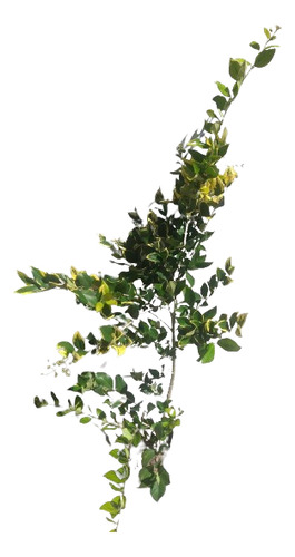 Olea Texanum 