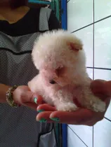 Comprar Cachorros Mini Toy Poodle Ya Vacunados