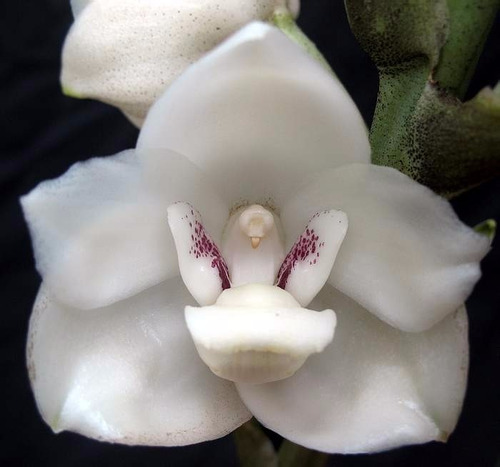 Orquídea Peristeria Elata - Pombinha Branca (jovem) ! | Frete grátis