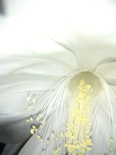 Epiphyllum Oxypetalum- Reina De La Noche- Dama De Noche